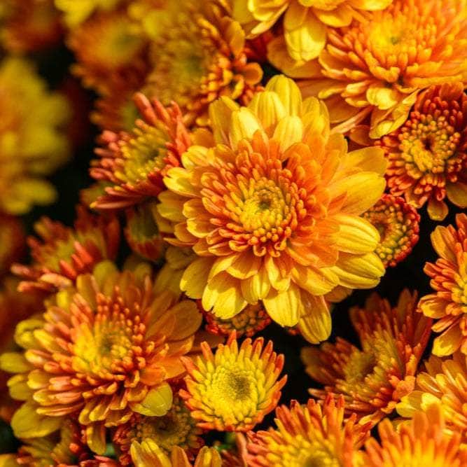 Acqua Garden Plants Chrysanthemum 'Orange'
