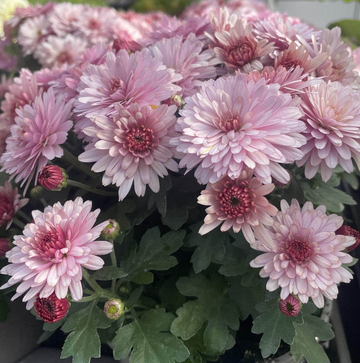 Acqua Garden Plants Chrysanthemum 'Pink'