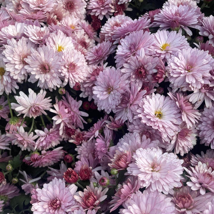 Acqua Garden Plants Chrysanthemum 'Pink'
