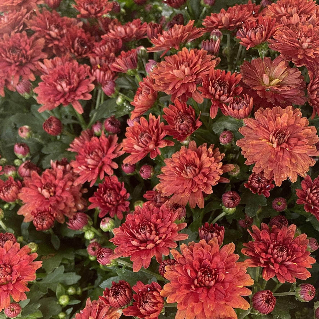 Acqua Garden Plants Chrysanthemum 'Red'