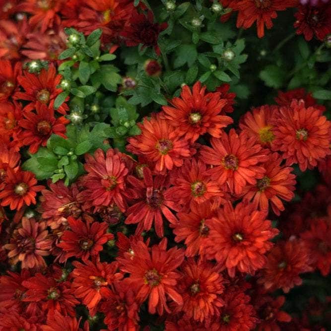 Acqua Garden Plants Chrysanthemum 'Red'
