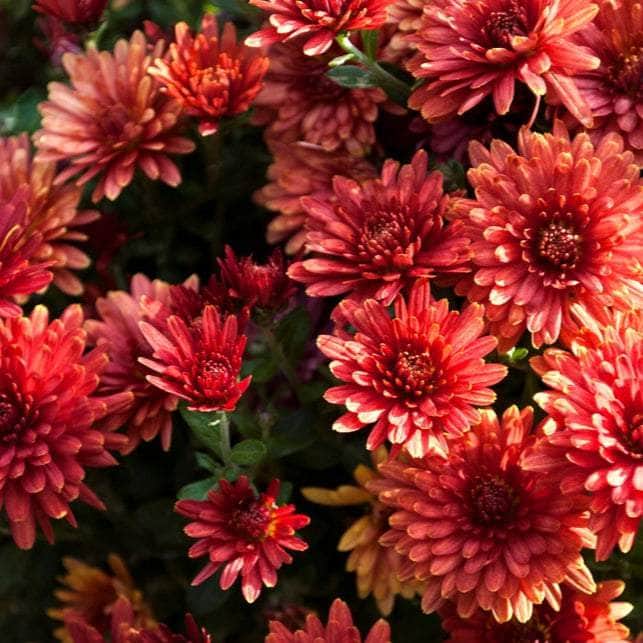 Acqua Garden Plants Chrysanthemum 'Red'