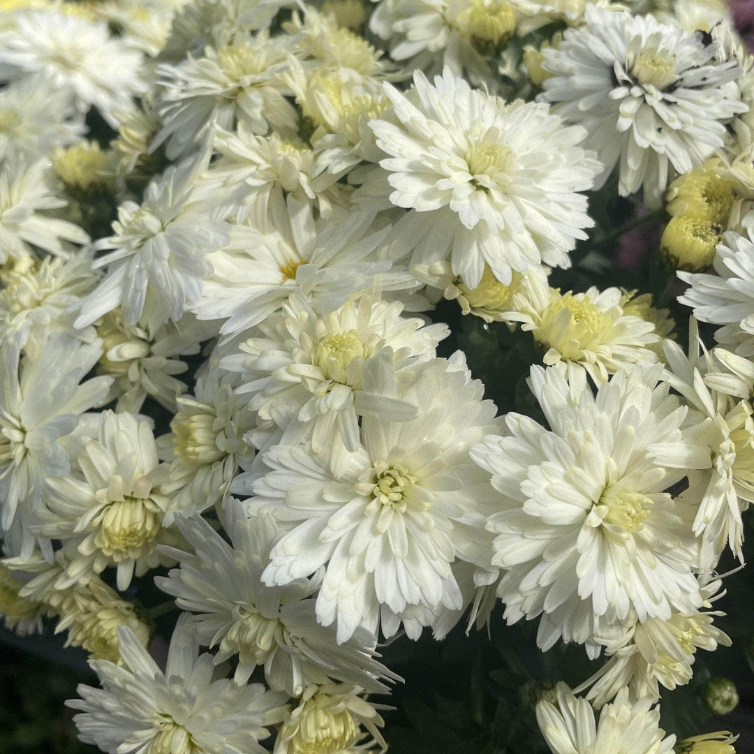Acqua Garden Plants Chrysanthemum 'White'
