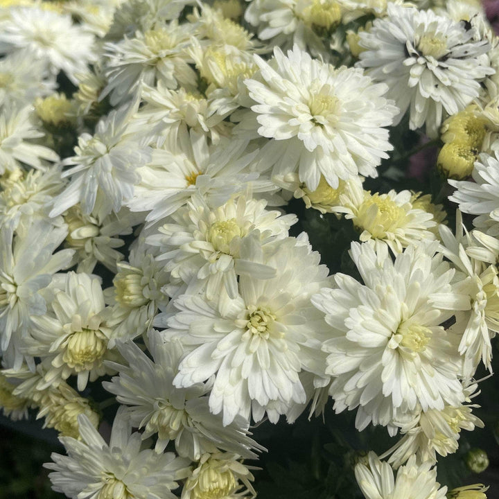 Acqua Garden Plants Chrysanthemum 'White'