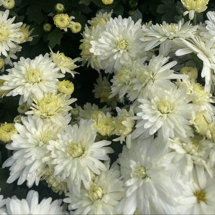 Acqua Garden Plants Chrysanthemum 'White'