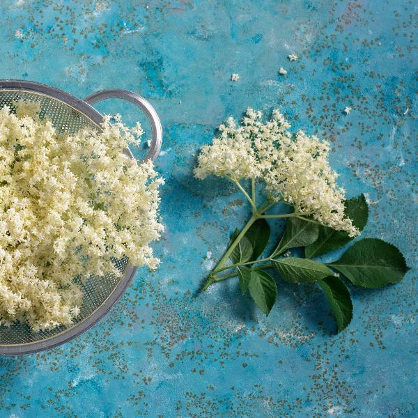 Acqua Garden Plants Elderflower