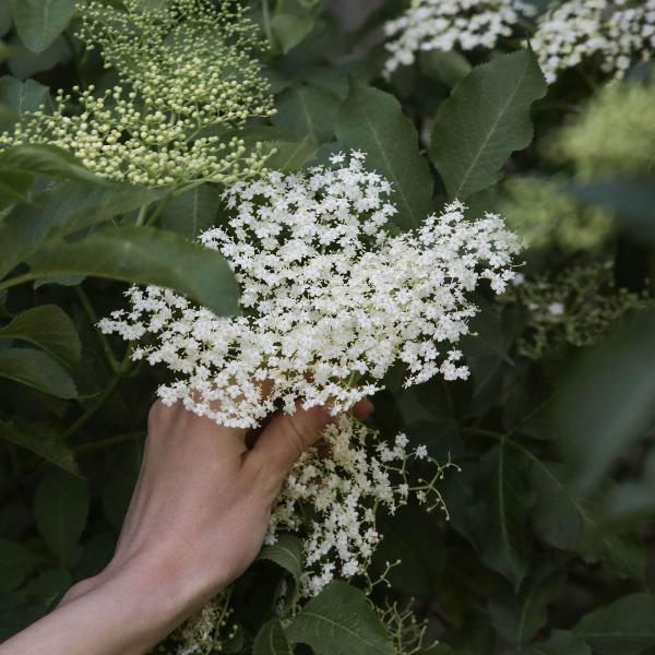 Acqua Garden Plants Elderflower