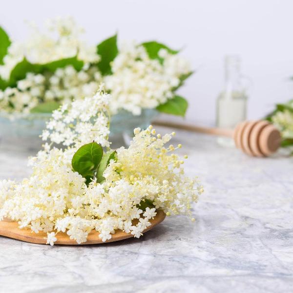 Acqua Garden Plants Elderflower