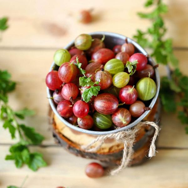 Acqua Garden Plants Gooseberry