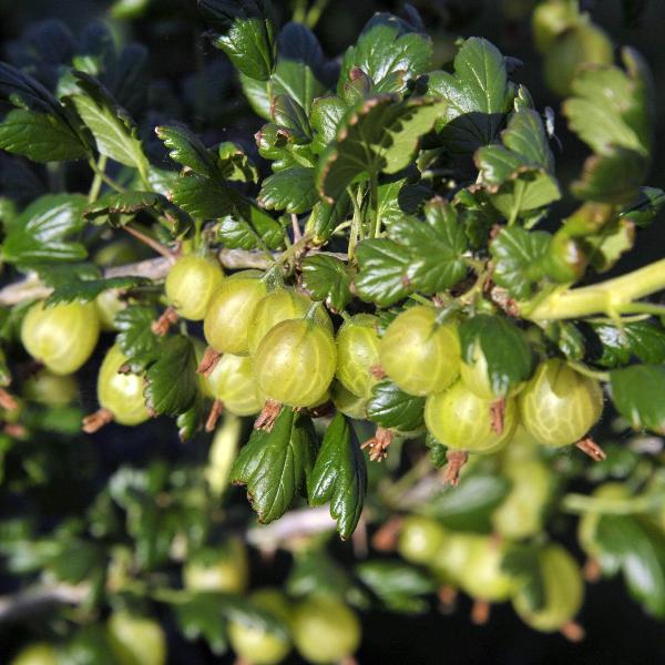Acqua Garden Plants Gooseberry 'Careless'