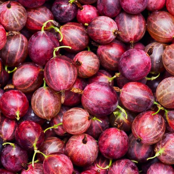 Acqua Garden Plants Gooseberry 'Hinnonmaki Red'