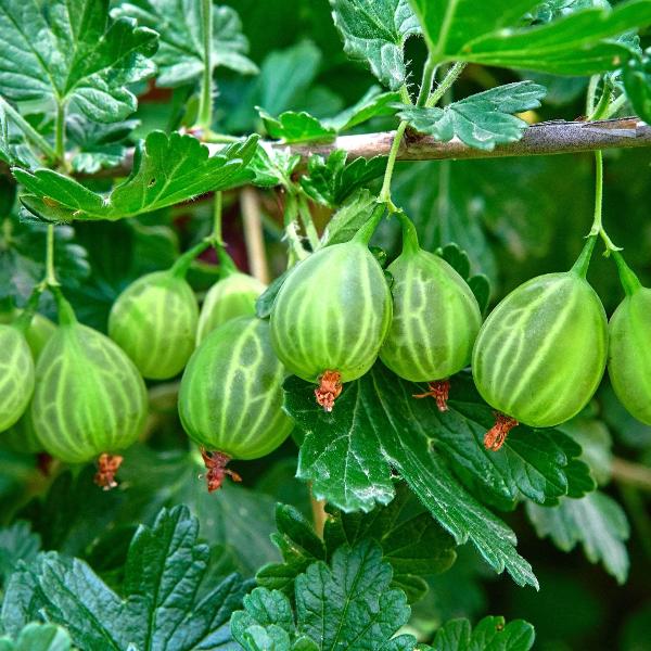 Acqua Garden Plants Gooseberry 'Invicta Ribes'