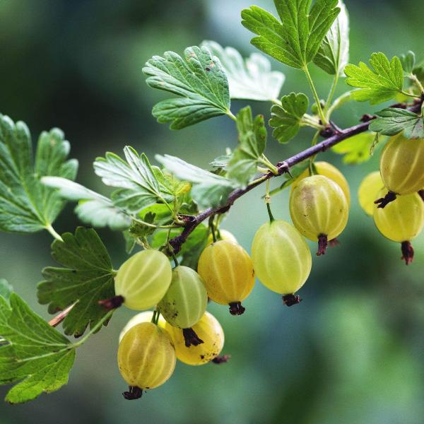 Acqua Garden Plants Gooseberry 'Yellow'