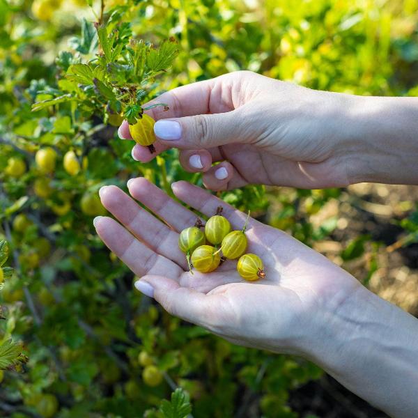 Acqua Garden Plants Gooseberry 'Yellow'