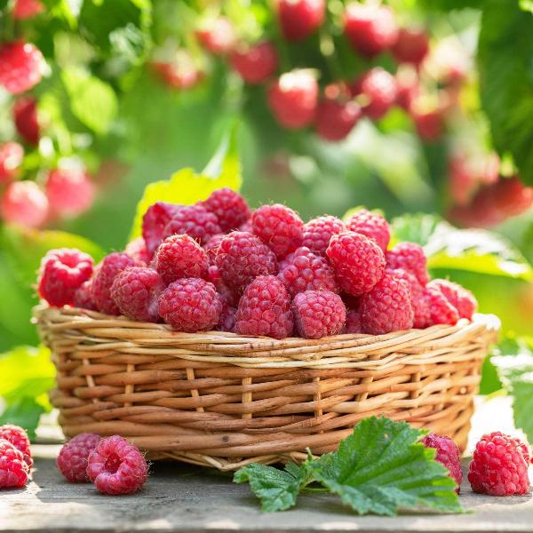 Acqua Garden Plants Raspberry 'Cascade Delight'