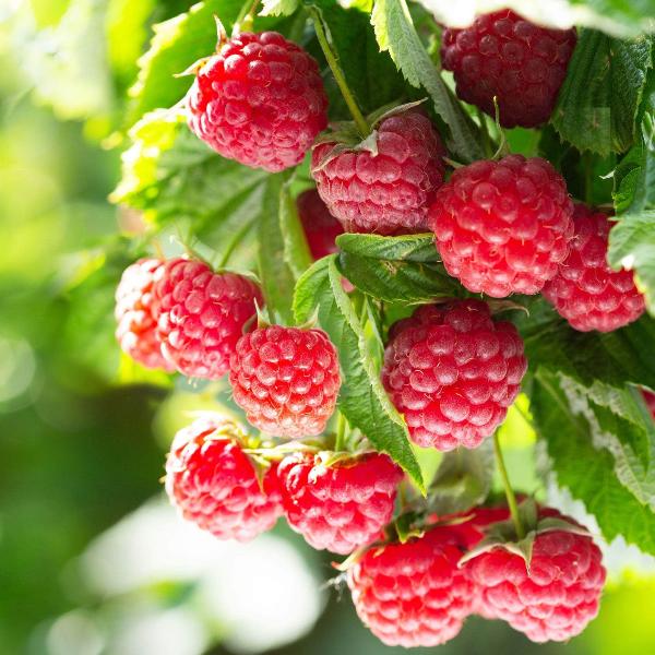 Acqua Garden Plants Raspberry 'Malling Admiral'