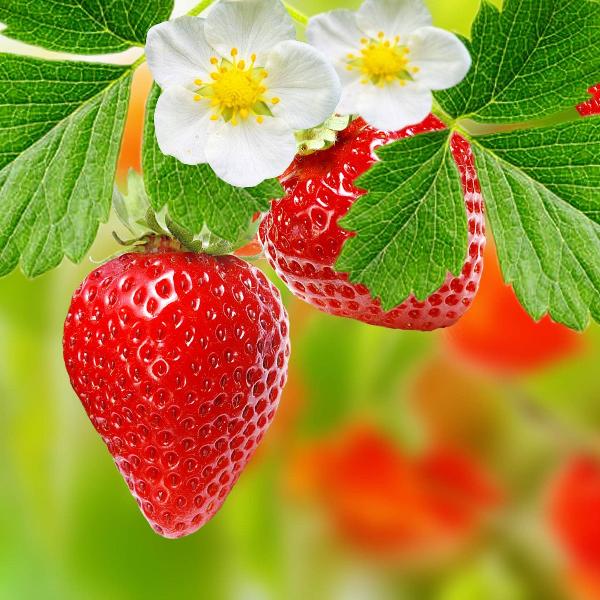 Acqua Garden Plants Strawberry