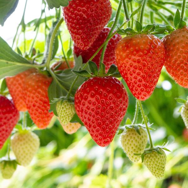 Acqua Garden Plants Strawberry 'Allegro'