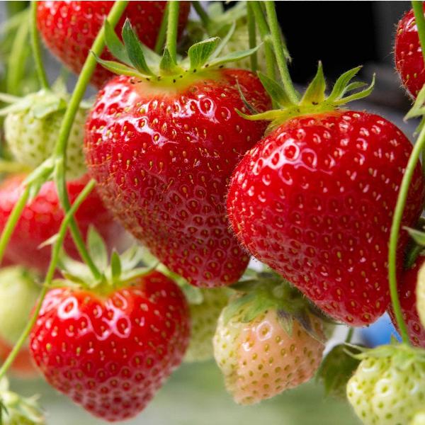 Acqua Garden Plants Strawberry 'Elegance'