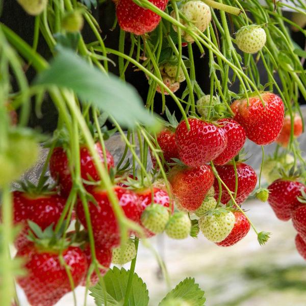 Acqua Garden Plants Strawberry 'Loran'