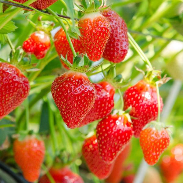 Acqua Garden Plants Strawberry 'Mailing Centenary'