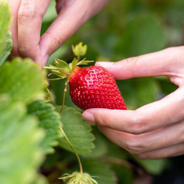 Acqua Garden Plants Strawberry 'Roman'