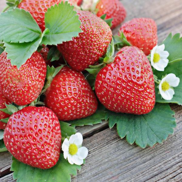 Acqua Garden Plants Strawberry 'Sophie'
