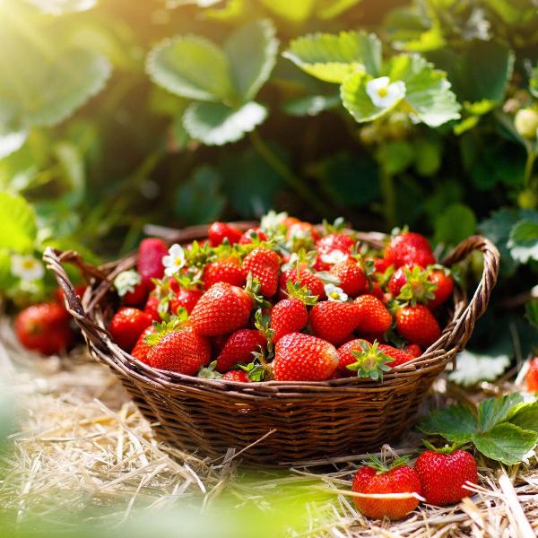 Acqua Garden Plants Strawberry 'Sweetheart'