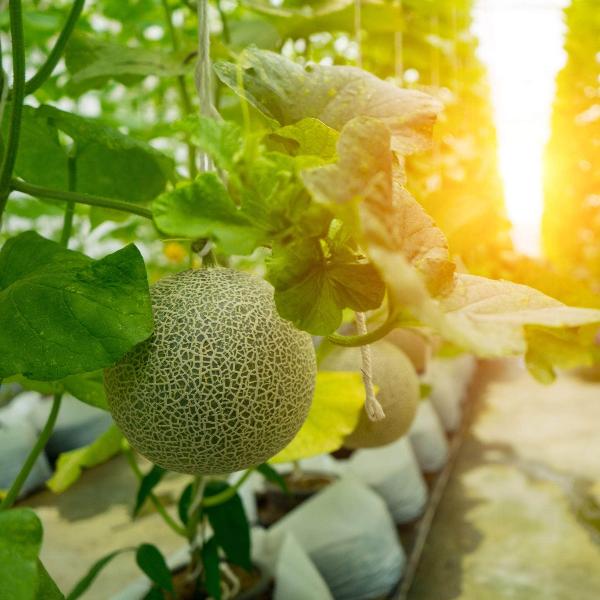Acqua Garden Plants watermelon