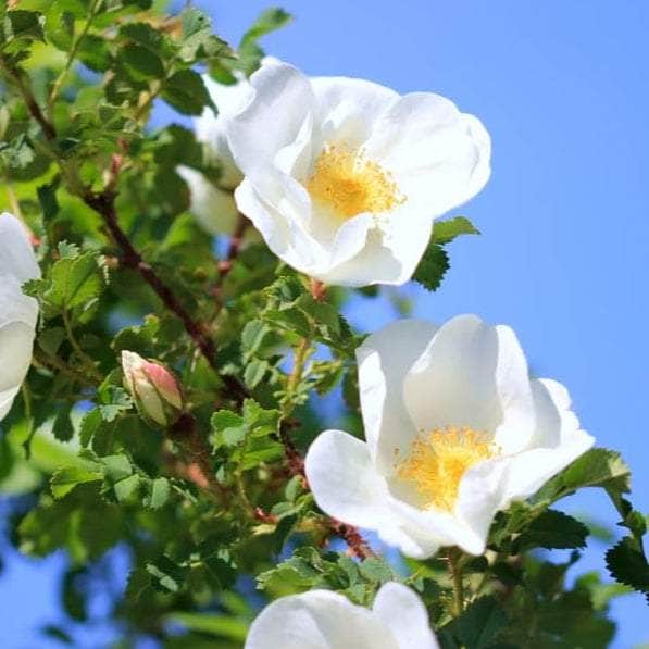 Acqua Garden Rosa Rugosa 'Alba'