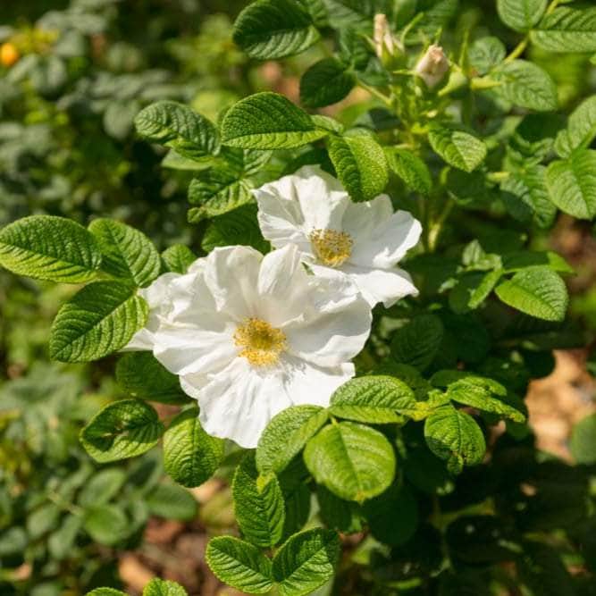 Acqua Garden Rosa Rugosa 'Alba'