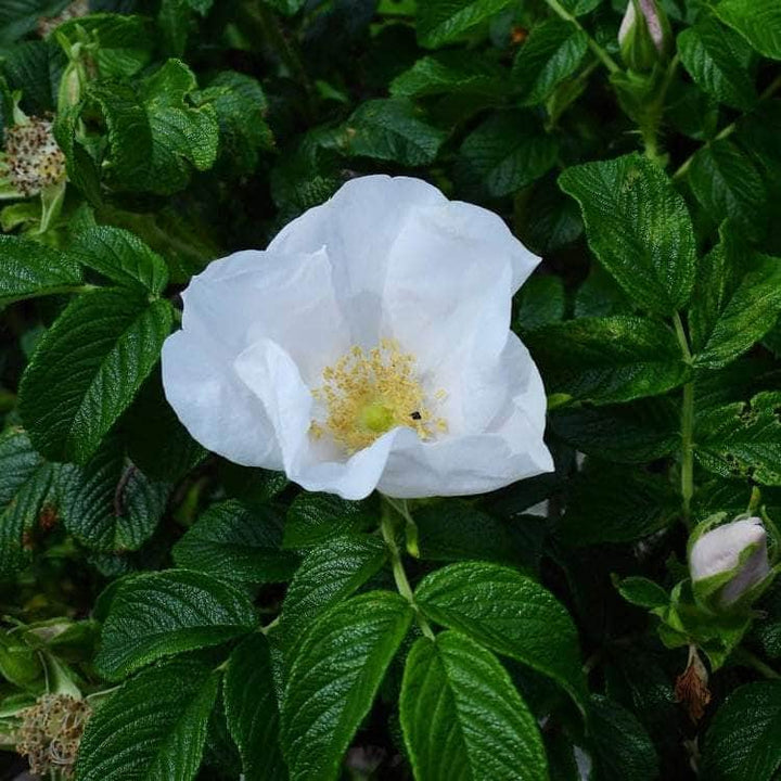Acqua Garden Rosa Rugosa 'Alba'