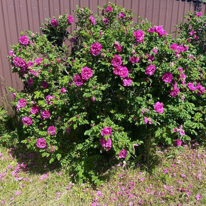 Acqua Garden Rosa Rugosa 'Pink'