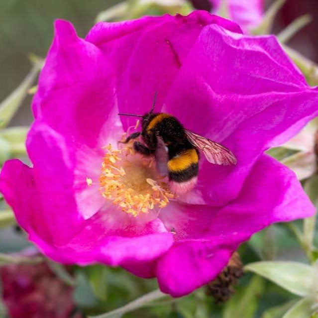 Acqua Garden Rosa Rugosa 'Pink'