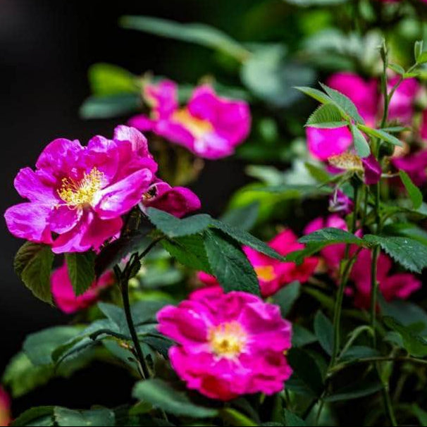 Acqua Garden Rosa Rugosa 'Pink'