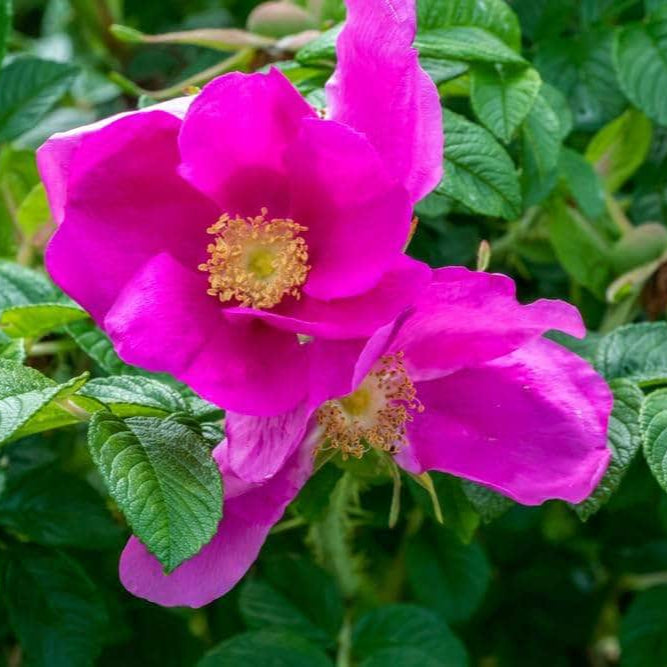 Acqua Garden Rosa Rugosa 'Pink'
