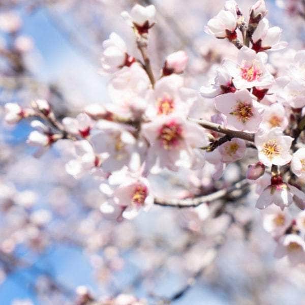 Acqua Garden Trees Almond Tree