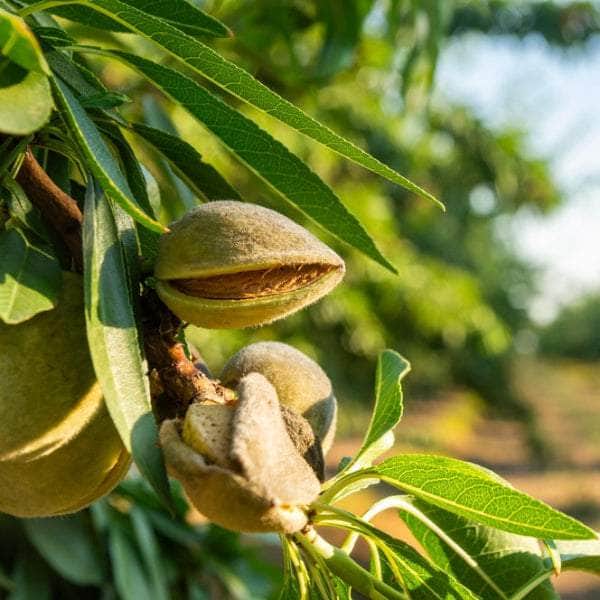 Acqua Garden Trees Almond Tree