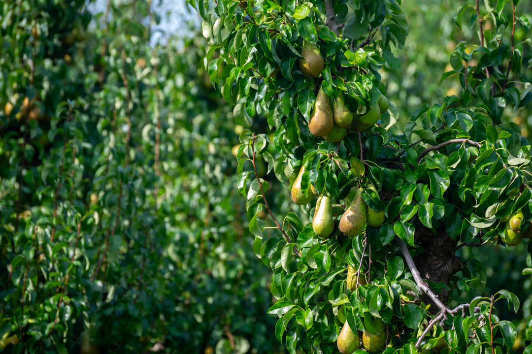 Acqua Garden Trees Concorde Pear Tree