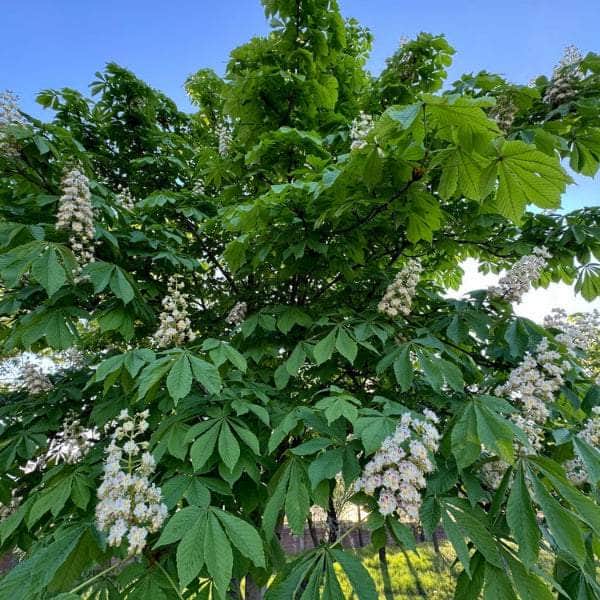 Acqua Garden Trees Conker Tree