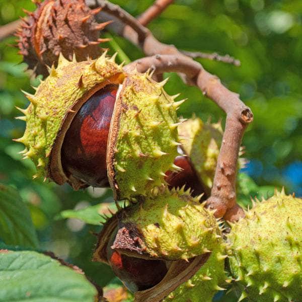Conker Tree Horse Chestnut Majestic Shade Tree With Iconic Nuts Conker Tree Horse Chestnut Majestic Shade Tree With Iconic Nuts