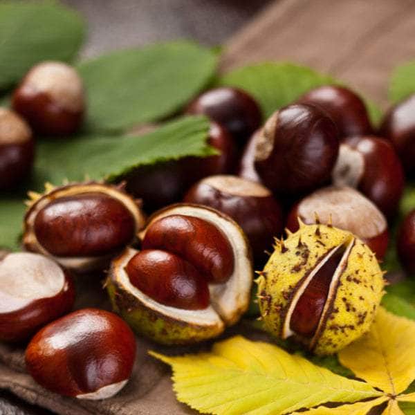 Acqua Garden Trees Conker Tree