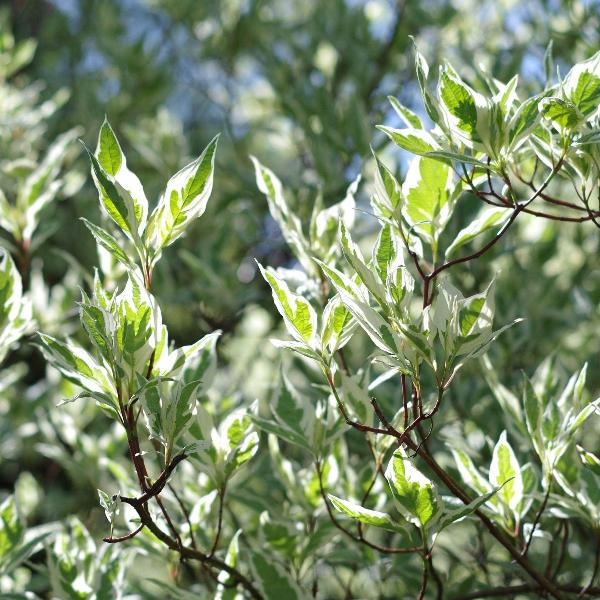 Acqua Garden Trees Cornus Alba 'Dogwood'