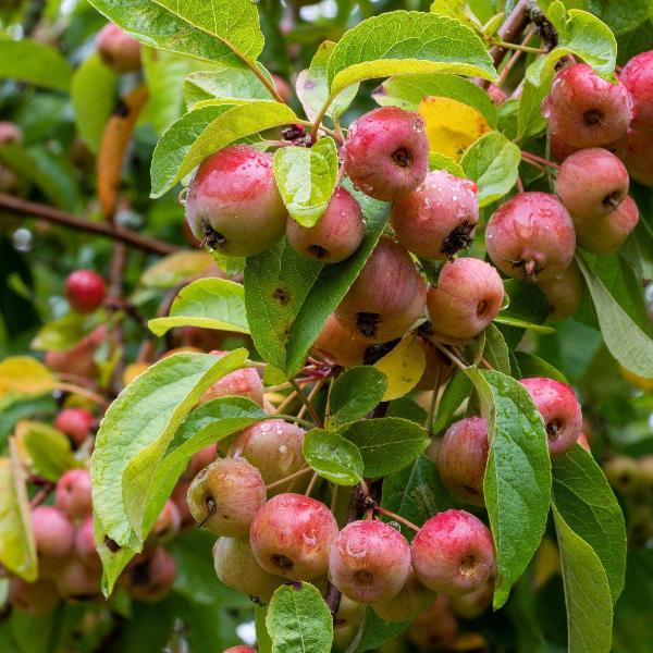 Acqua Garden Trees Crab Apple Tree