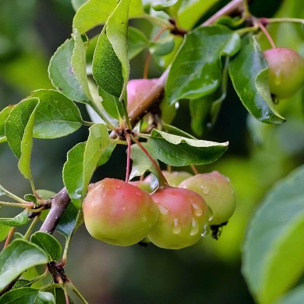 Acqua Garden Trees Crab Apple Tree