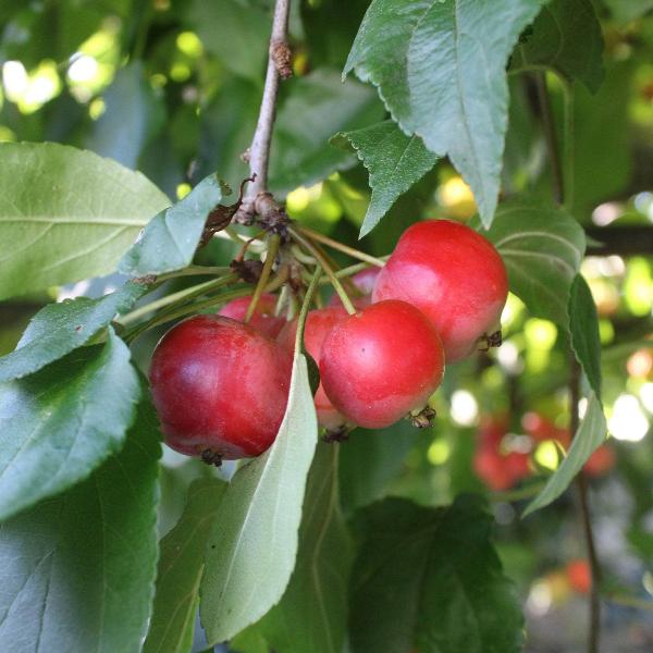 Acqua Garden Trees Crab Apple Tree
