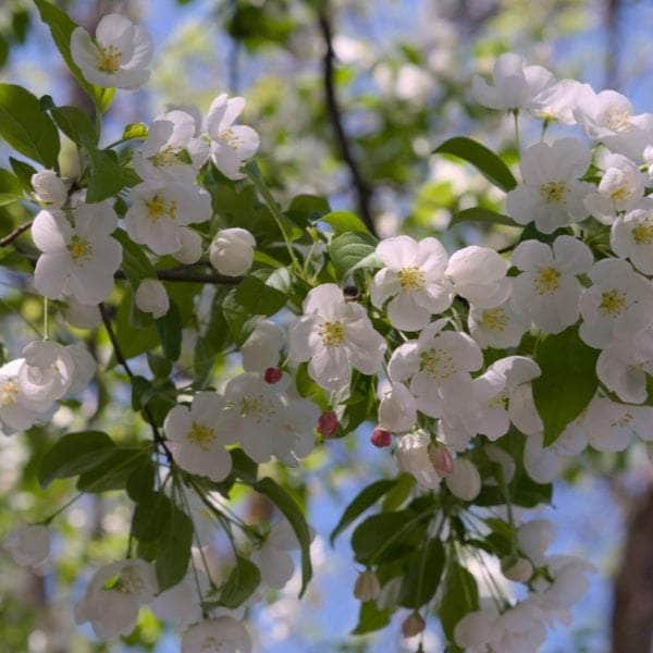 Acqua Garden Trees Crab Apple Tree - Gorgeous