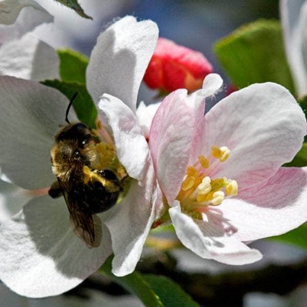 Acqua Garden Trees Crab Apple Tree - Gorgeous