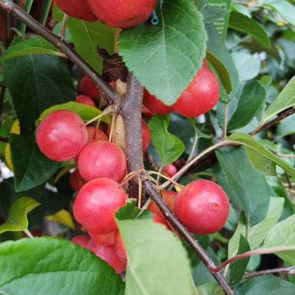 Acqua Garden Trees Crab Apple Tree - Gorgeous