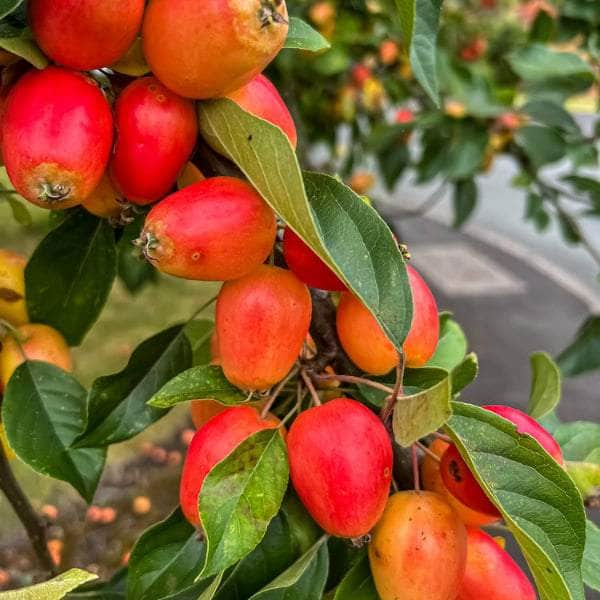 Acqua Garden Trees Crab Apple Tree - John Downie